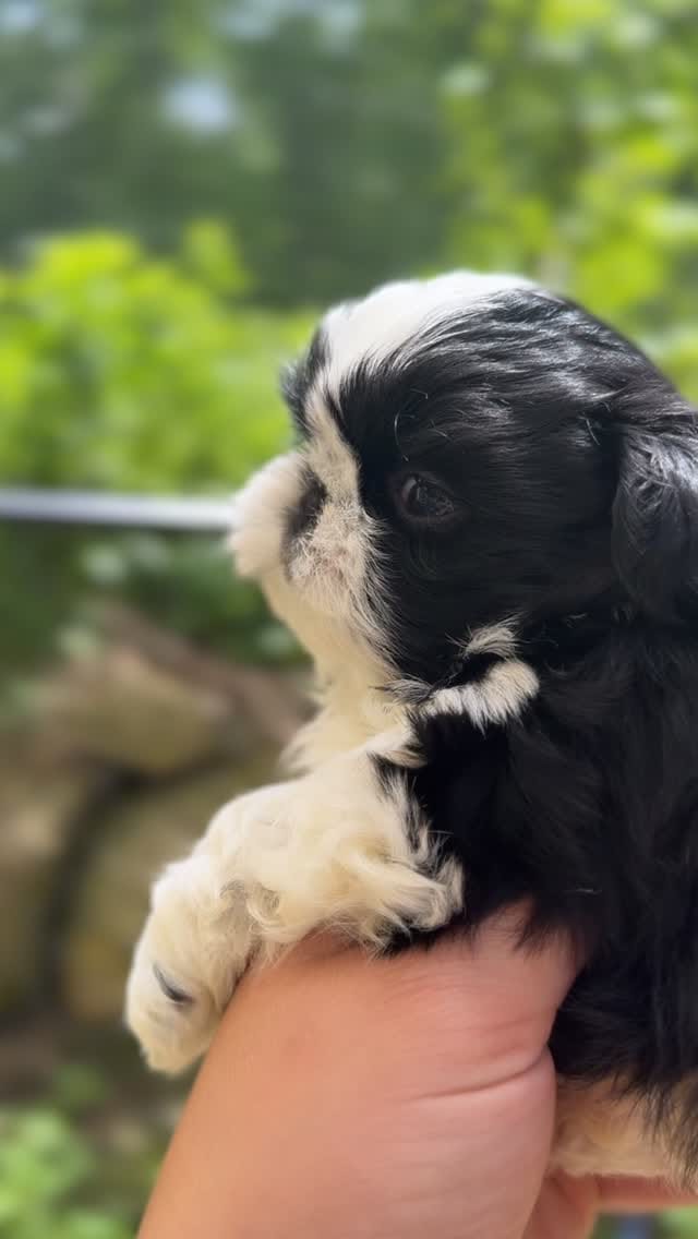 Post 7 by 👑🐶Majesty’s Shih Tzus⭐️ on Instagram (video)