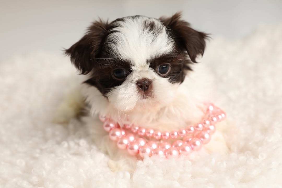 Post 2 by 👑🐶Majesty’s Shih Tzus⭐️ on Instagram (carousel)