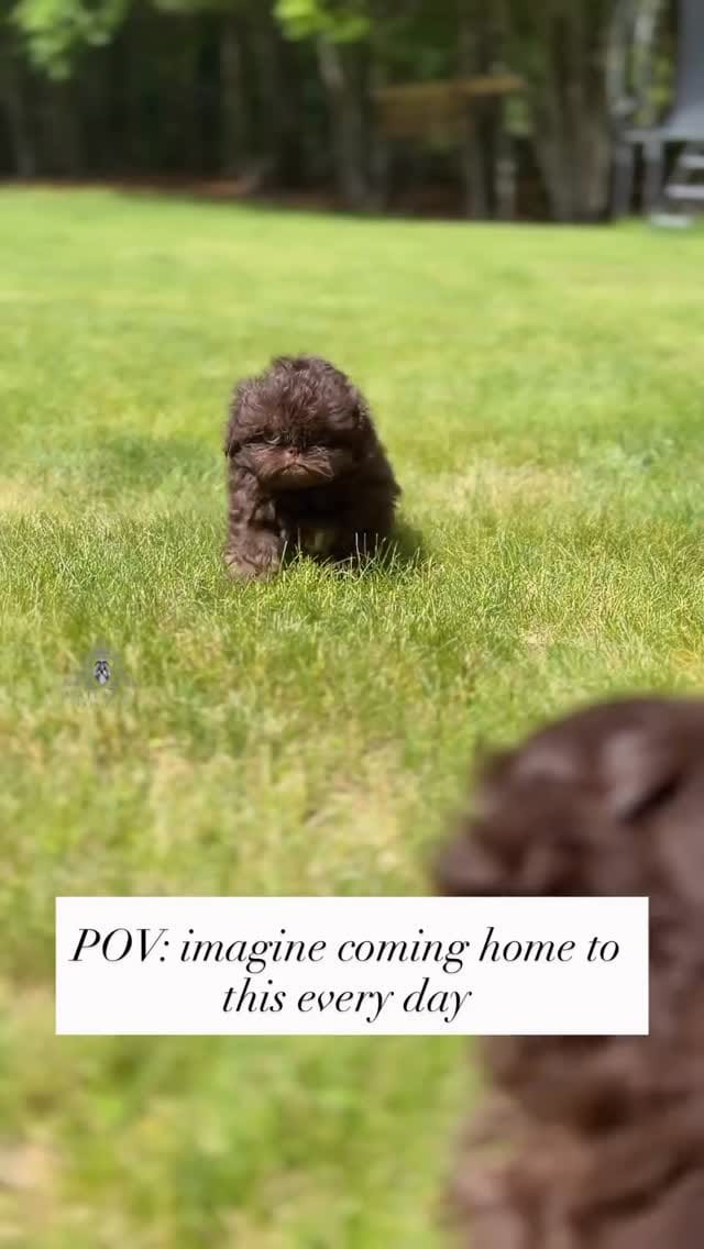 Post 4 by 👑🐶Majesty’s Shih Tzus⭐️ on Instagram (video)