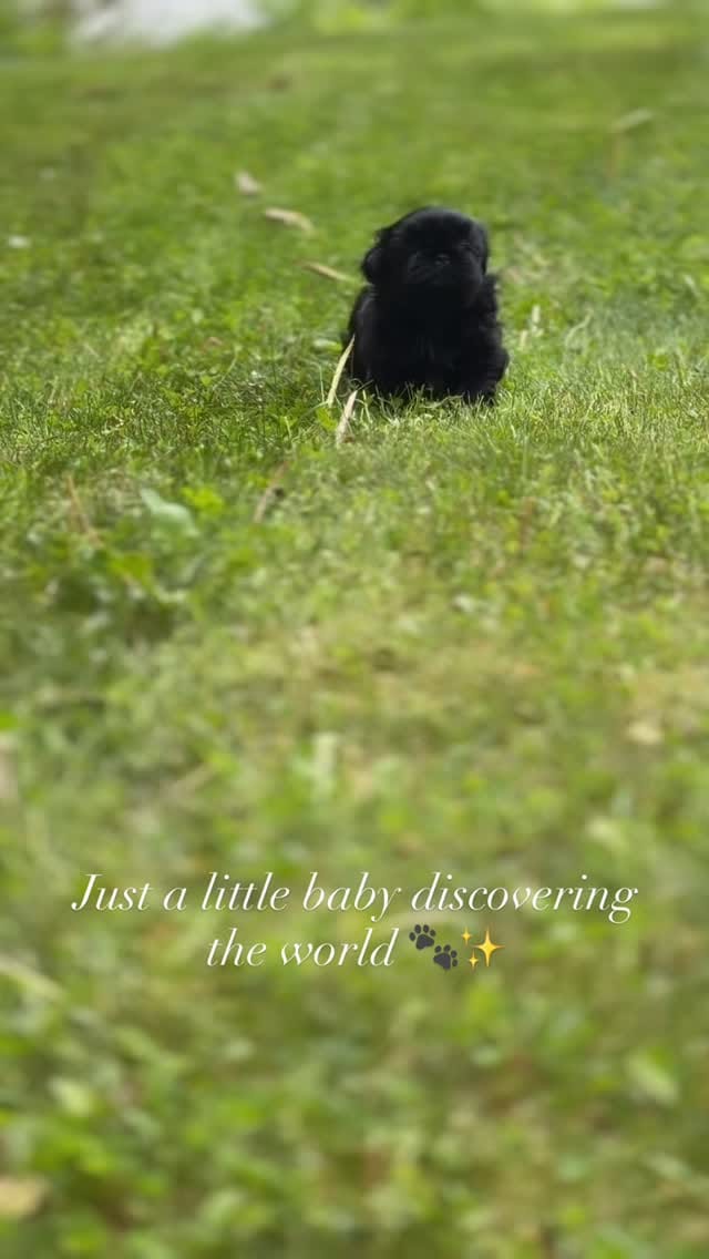 Post 6 by 👑🐶Majesty’s Shih Tzus⭐️ on Instagram (video)