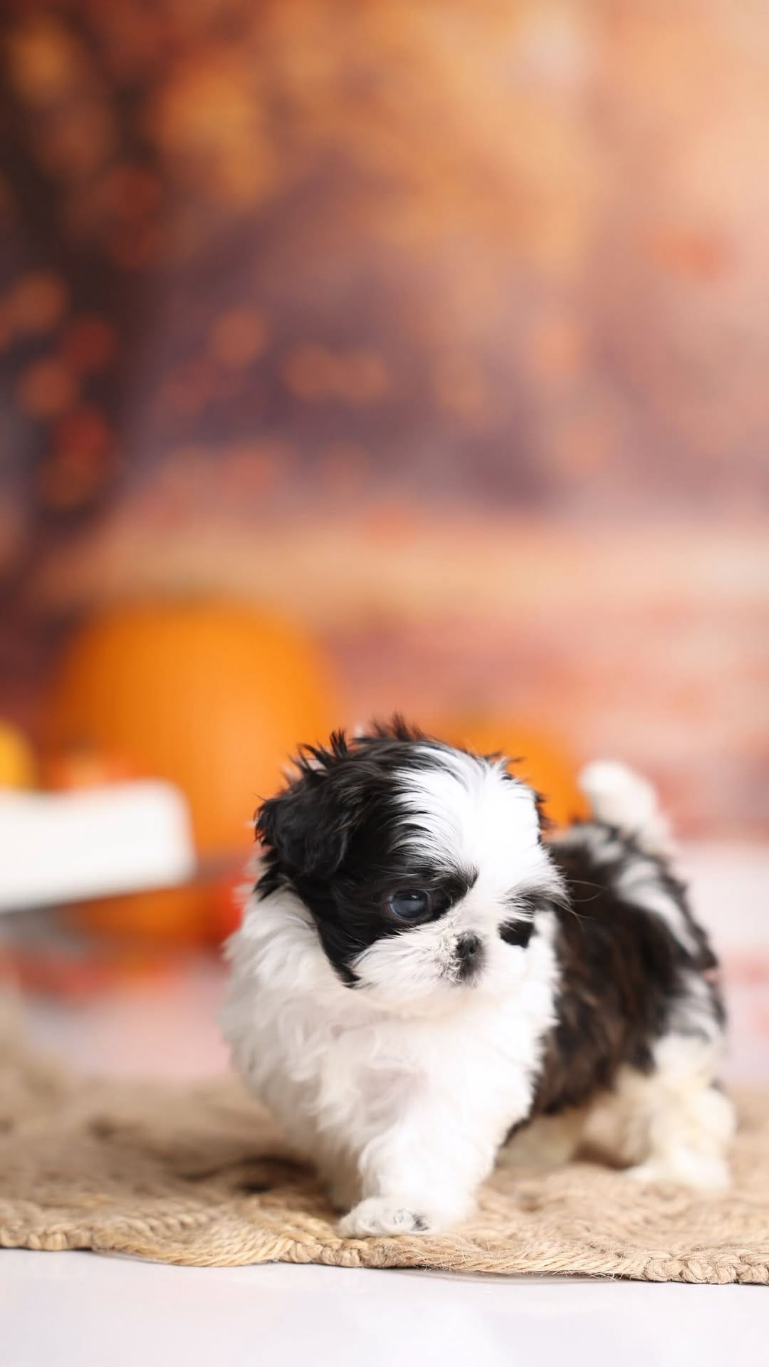 Post 9 by 👑🐶Majesty’s Shih Tzus⭐️ on Instagram (video)