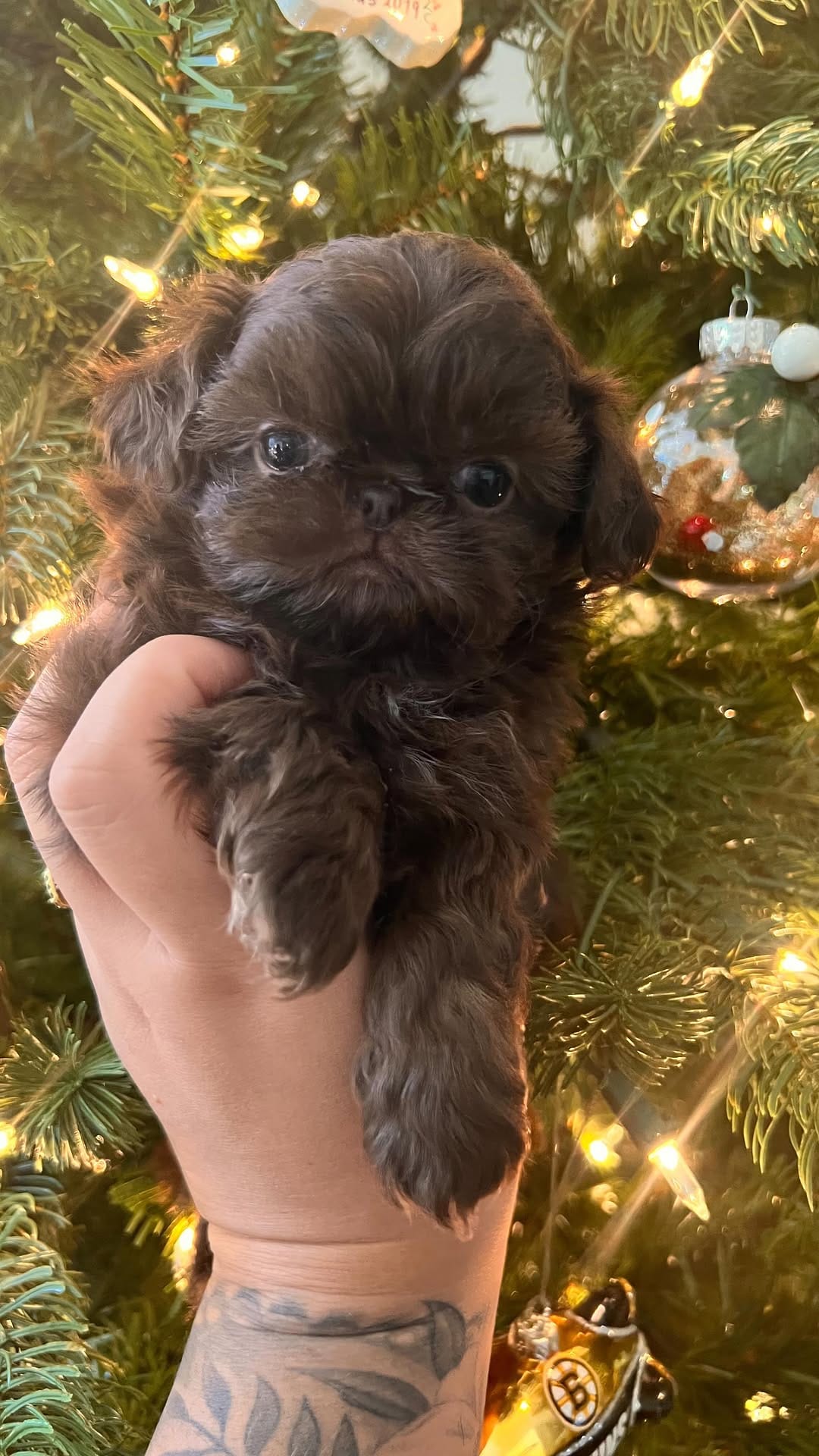 Post 10 by 👑🐶Majesty’s Shih Tzus⭐️ on Instagram (video)