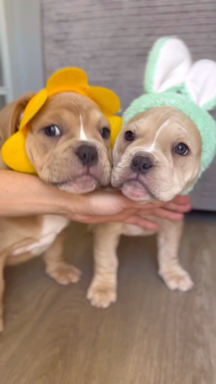 Post 9 by Dani K on Instagram (video)
