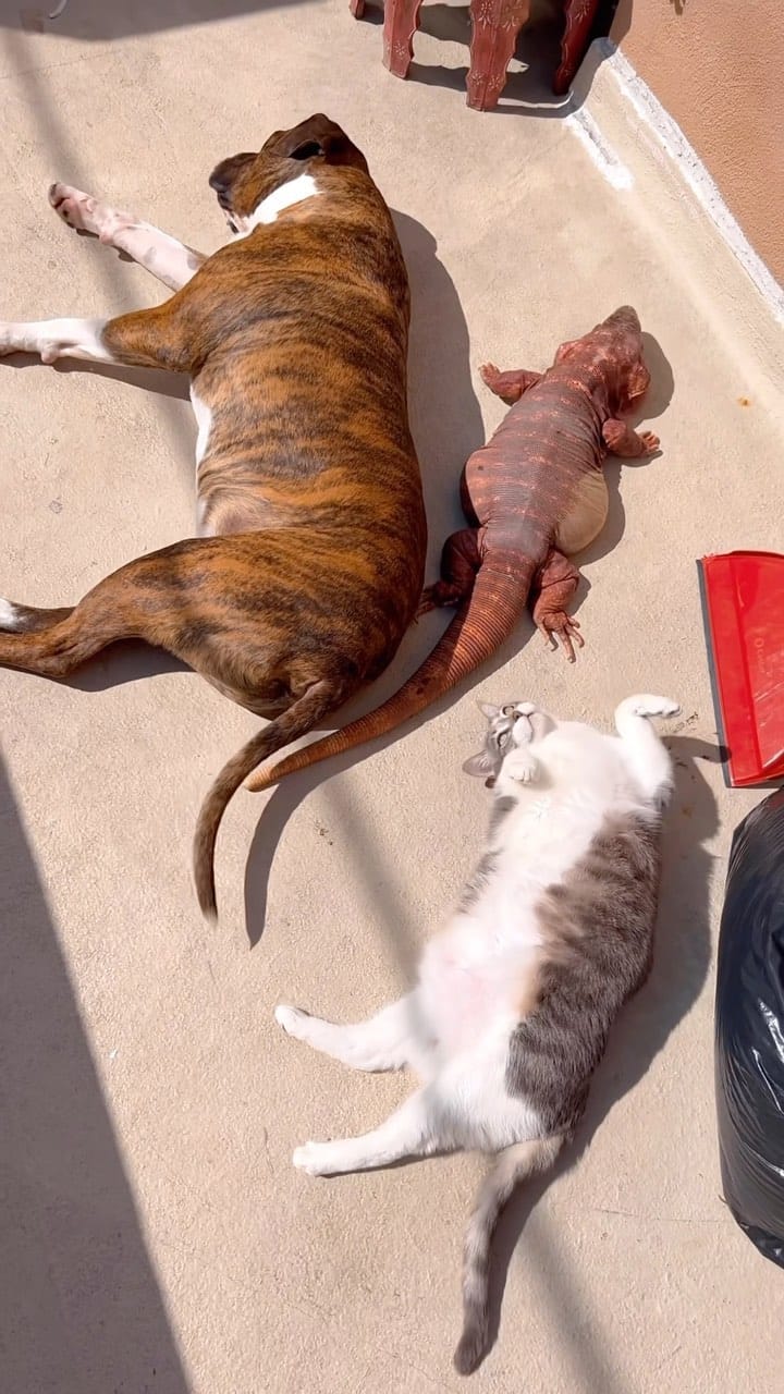 Post 2 by Dani K on Instagram (video)