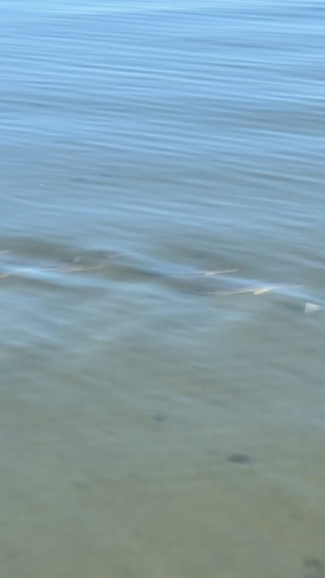 Post 5 by Southeastern Angling on Instagram (video)