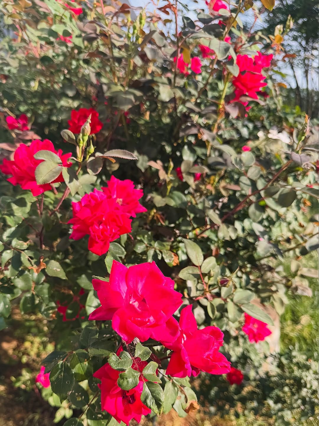 Post 4 by 🌹Rose 🥀 on Instagram (carousel)