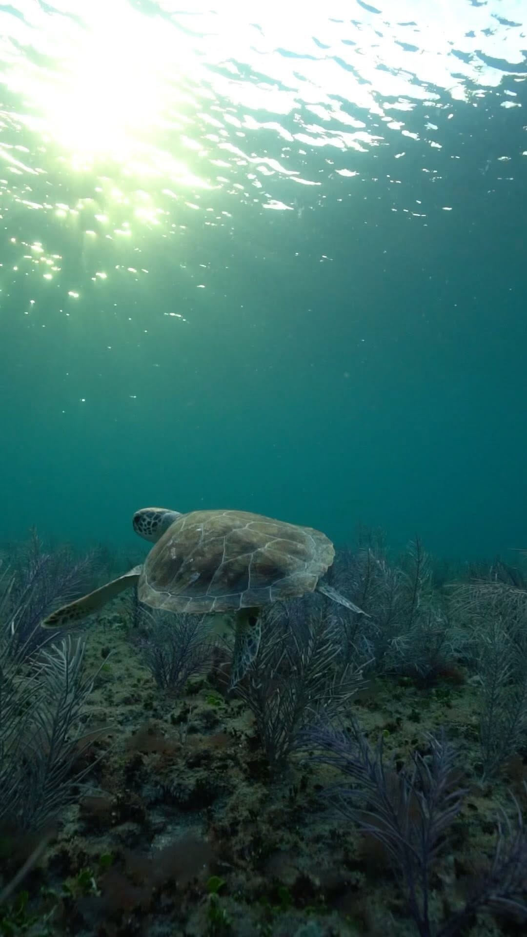 Post 9 by TJ Marten on Instagram (video)