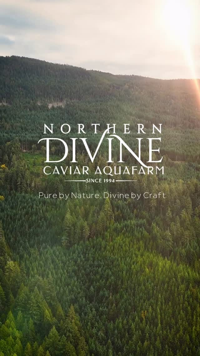 Post 9 by Northern Divine Caviar Farm 🇨🇦 on Instagram (video)
