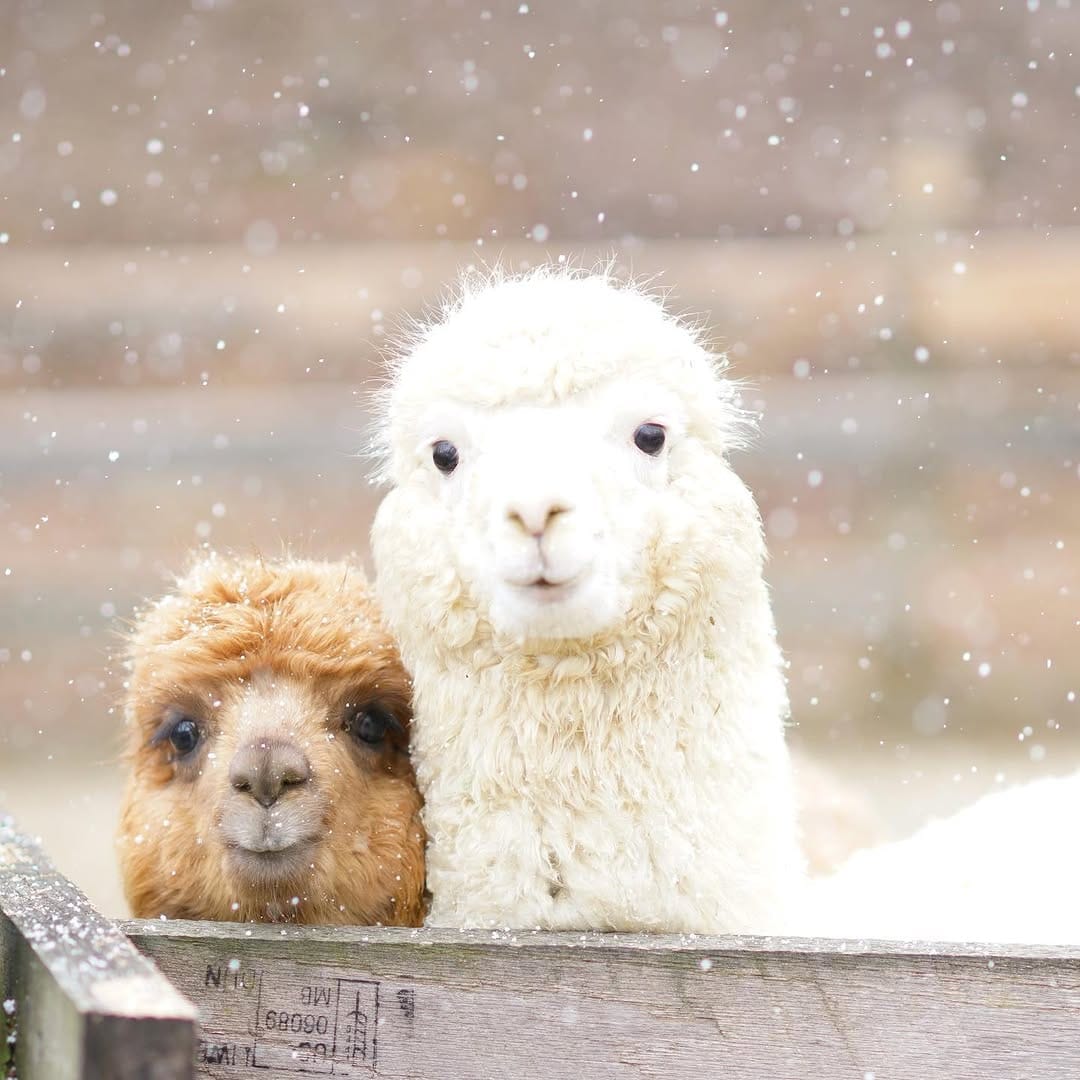 Post 8 by アルパカ写真 l Alpaca photograph on Instagram (image)