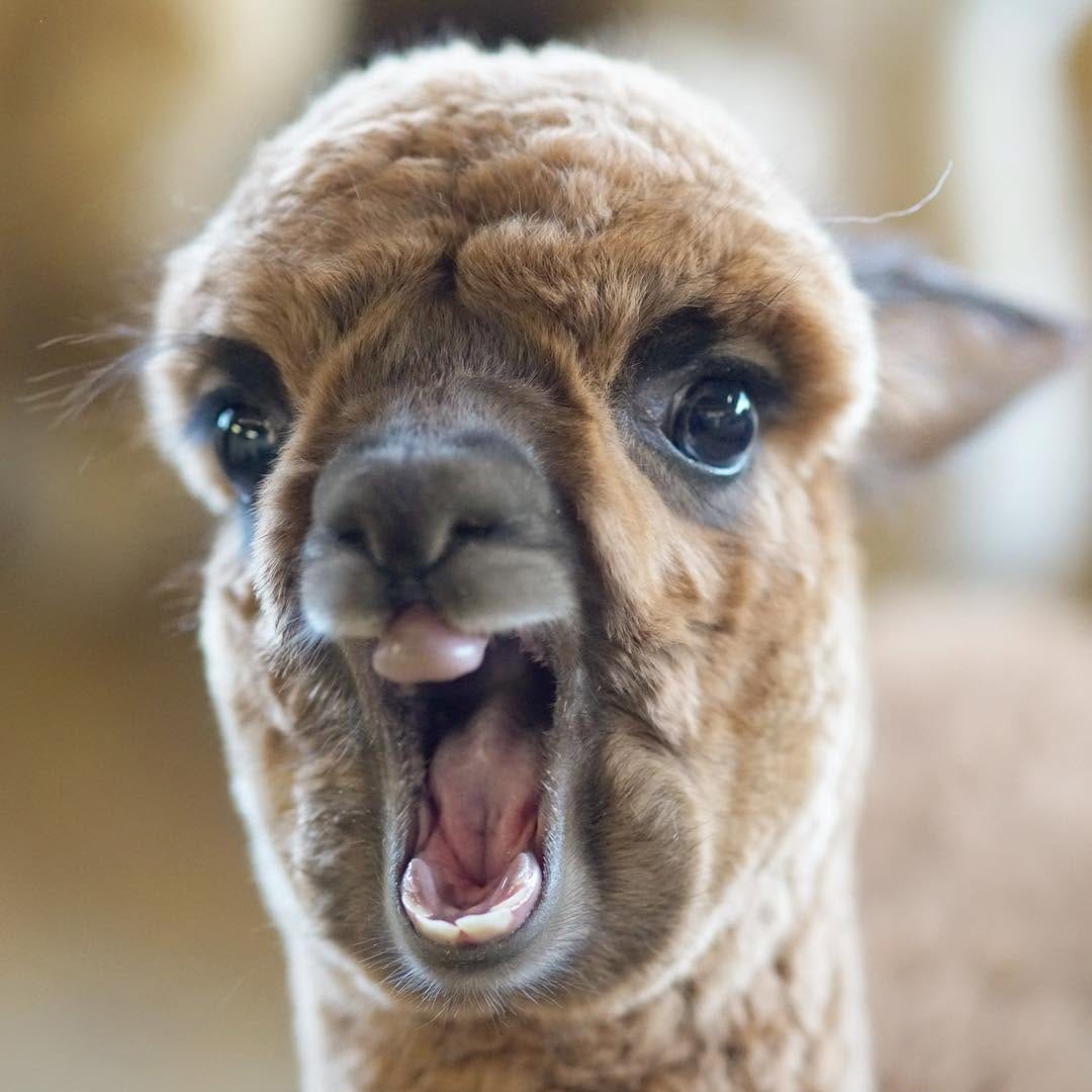 Post 9 by アルパカ写真 l Alpaca photograph on Instagram (image)