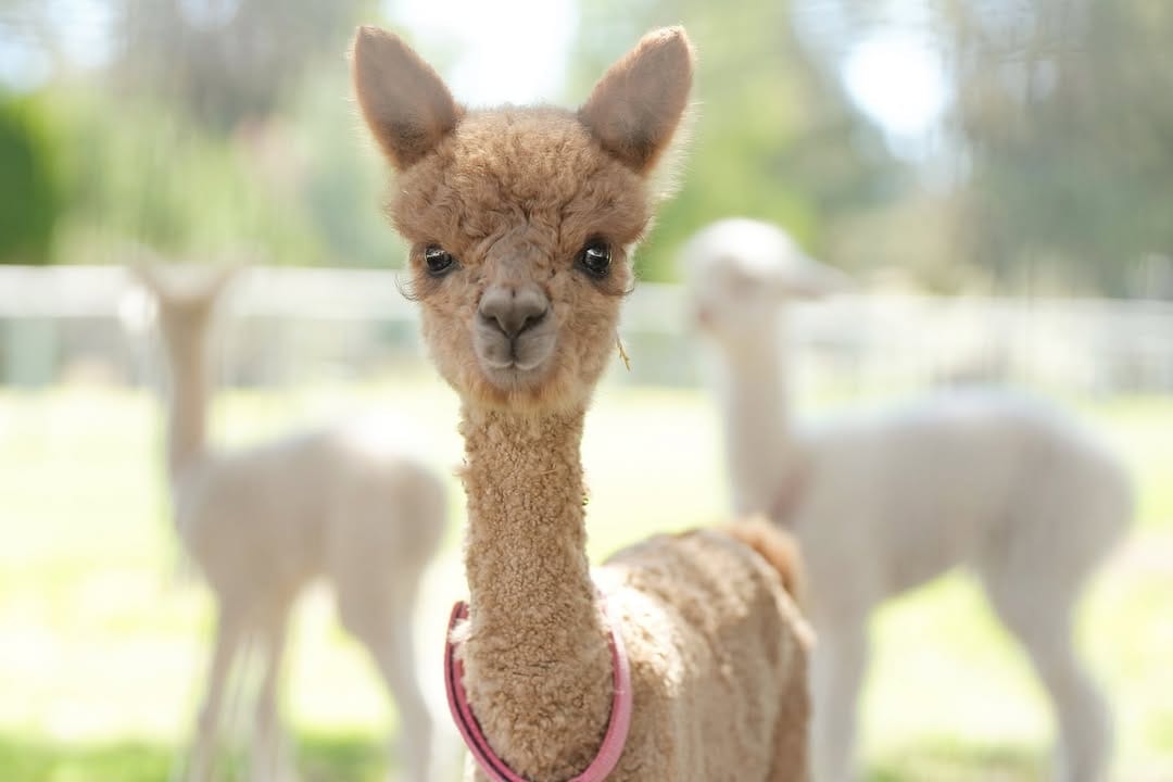 Post 5 by アルパカ写真 l Alpaca photograph on Instagram (carousel)