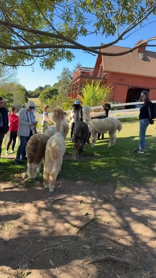Post 3 by アルパカ写真 l Alpaca photograph on Instagram (video)