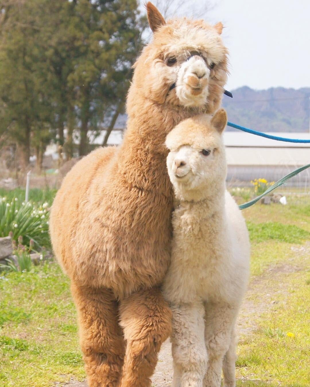 Post 10 by アルパカ写真 l Alpaca photograph on Instagram (image)