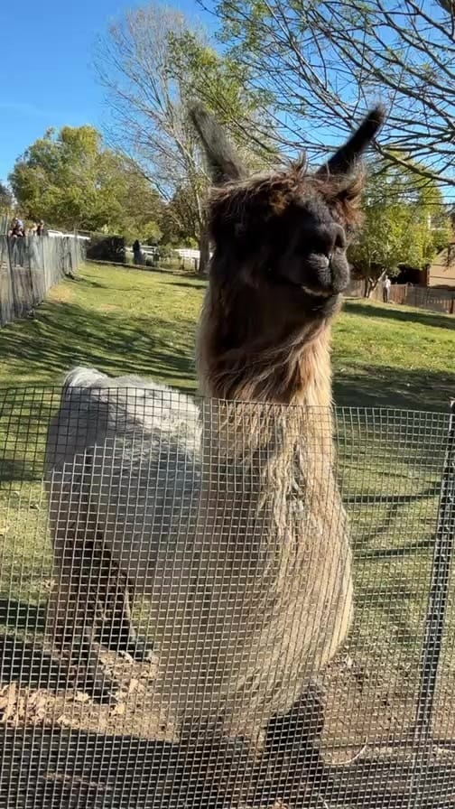 Post 2 by アルパカ写真 l Alpaca photograph on Instagram (video)