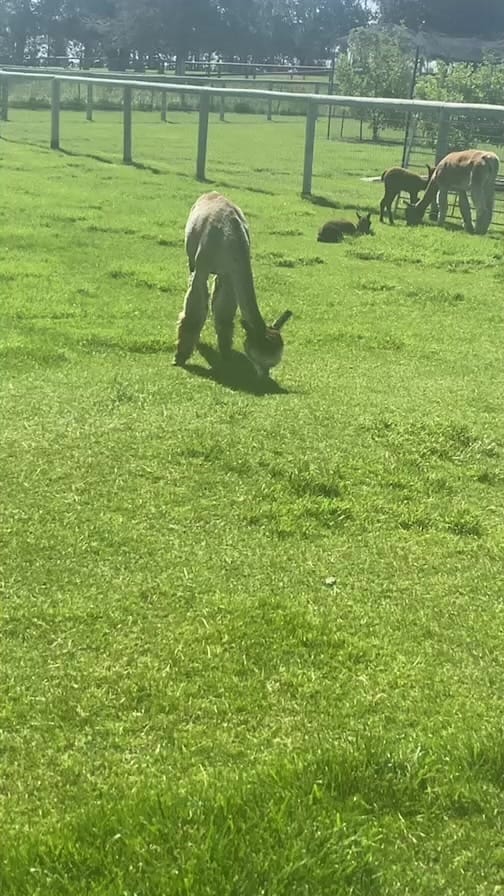 Post 7 by アルパカ写真 l Alpaca photograph on Instagram (video)
