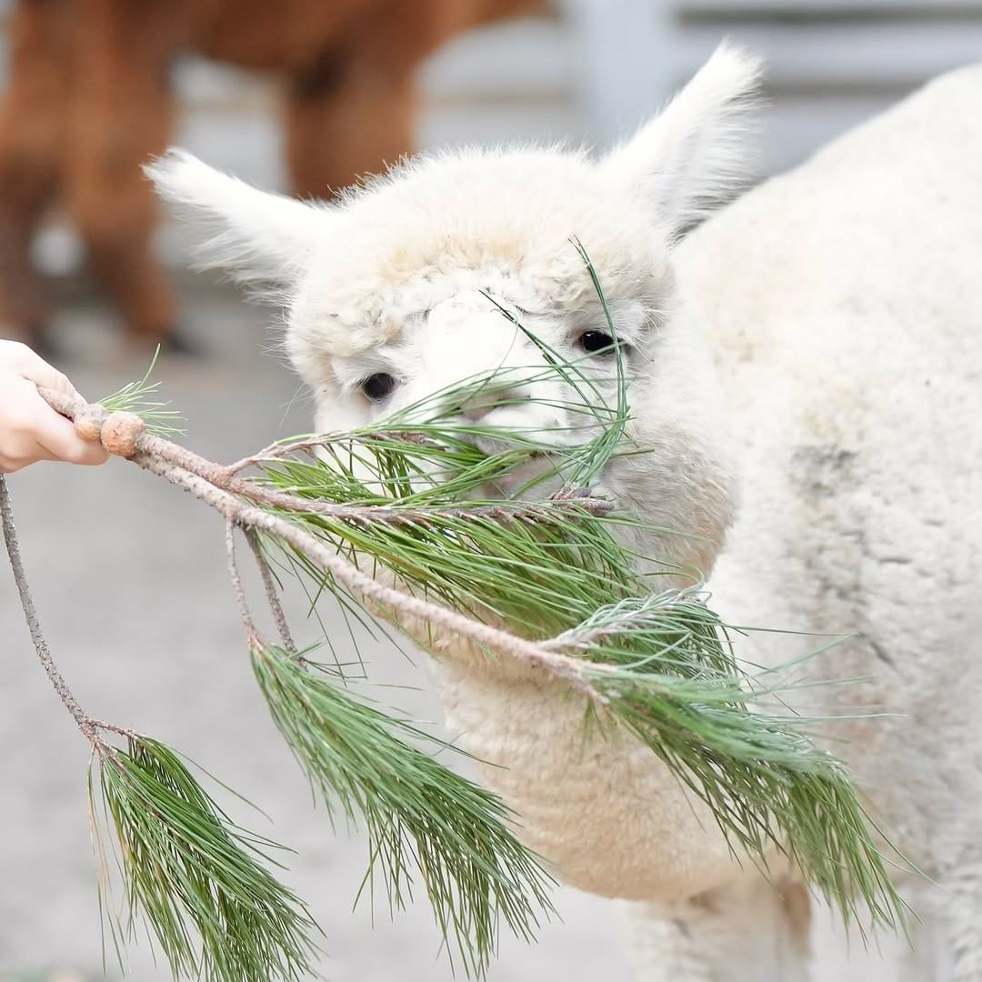 Post 4 by アルパカ写真 l Alpaca photograph on Instagram (carousel)