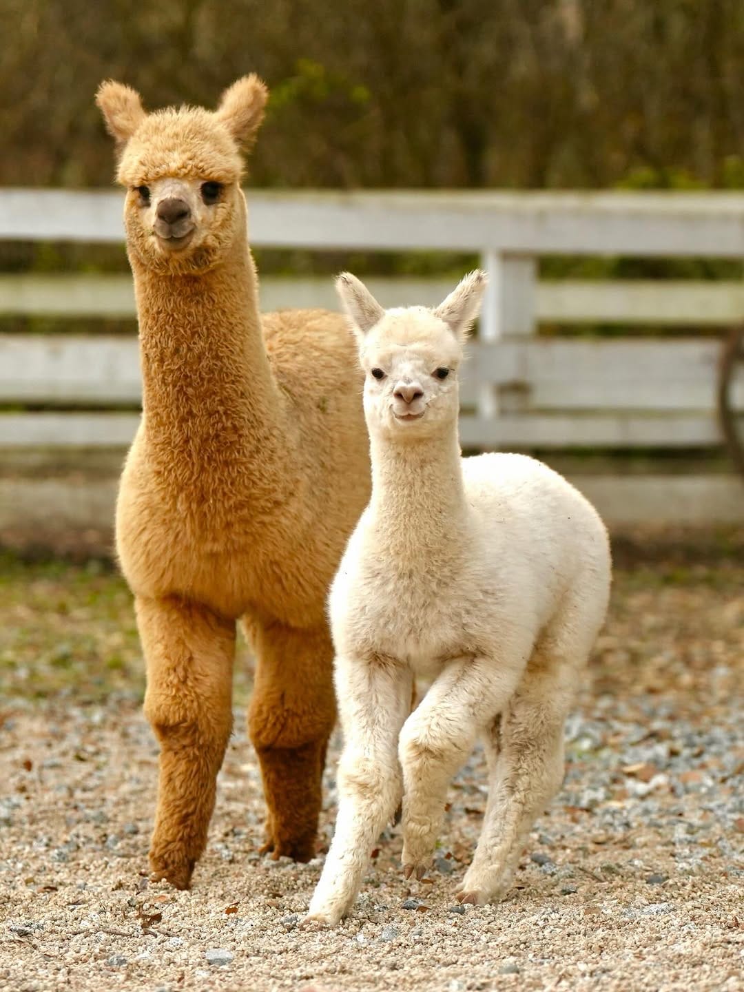 Post 1 by アルパカ写真 l Alpaca photograph on Instagram (carousel)