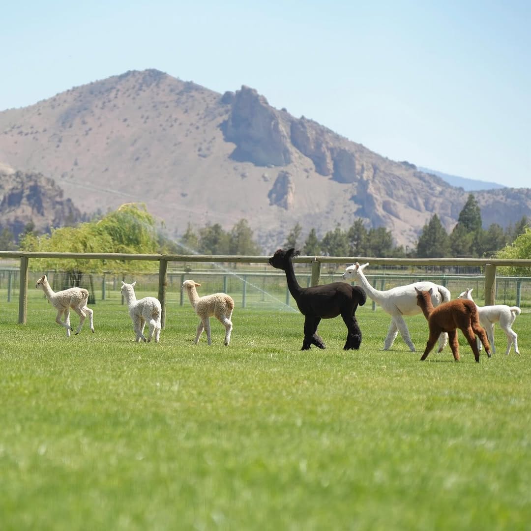 Post 6 by アルパカ写真 l Alpaca photograph on Instagram (carousel)