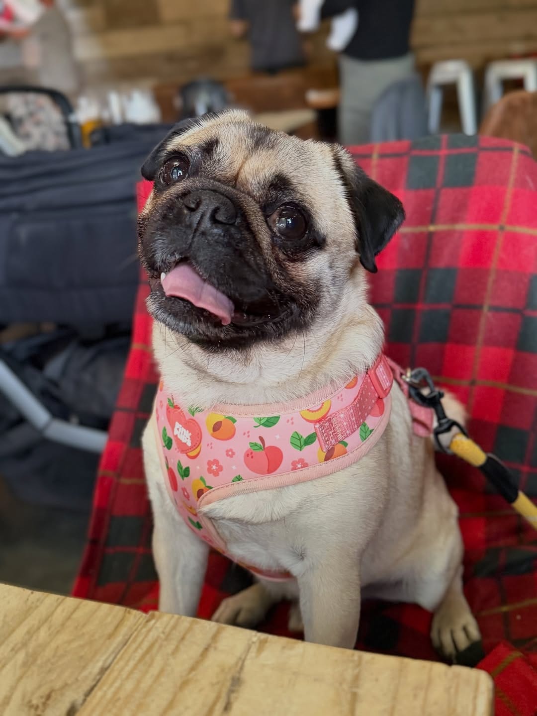 Post 1 by DawgHouse Pizza Co. on Instagram (carousel)