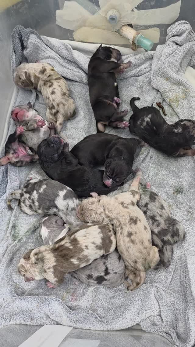 Post 9 by KBULLZZ on Instagram (video)