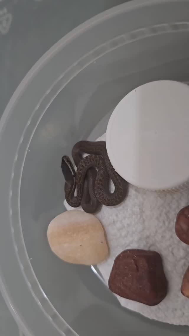 Post 5 by Bob Bledsoe on Instagram (video)