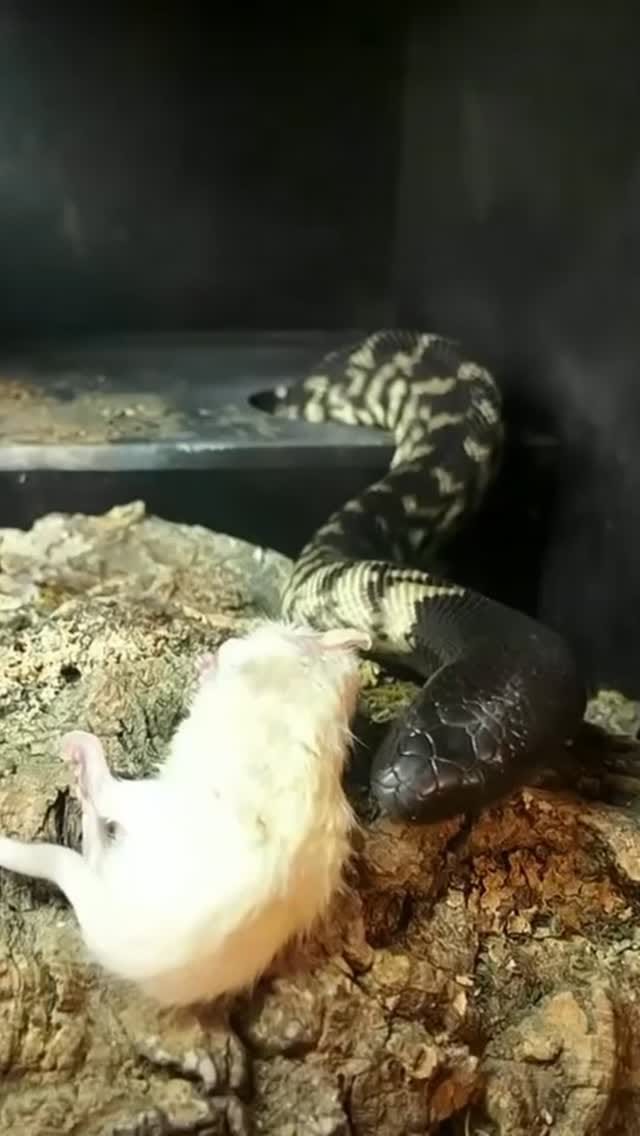 Post 1 by Bob Bledsoe on Instagram (video)