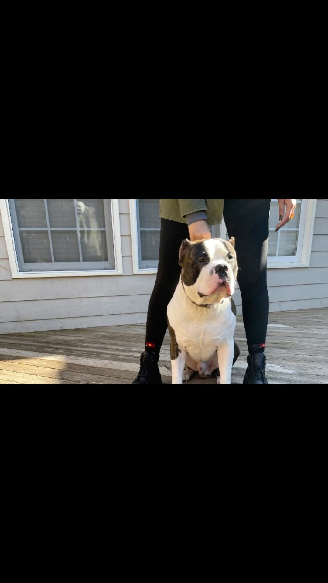 Post 6 by AllSpark kennels on Instagram (video)