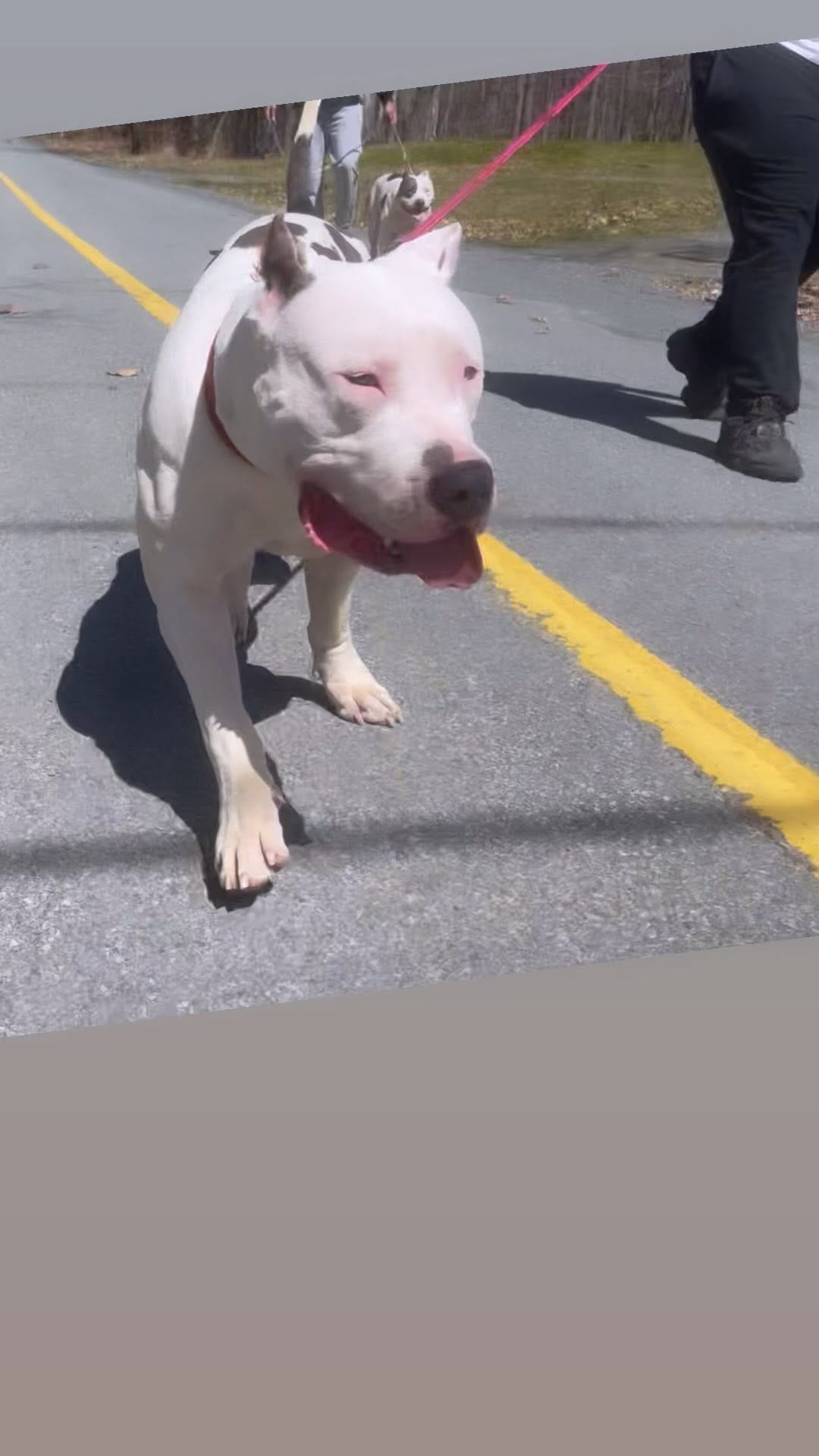 Post 5 by AllSpark kennels on Instagram (video)