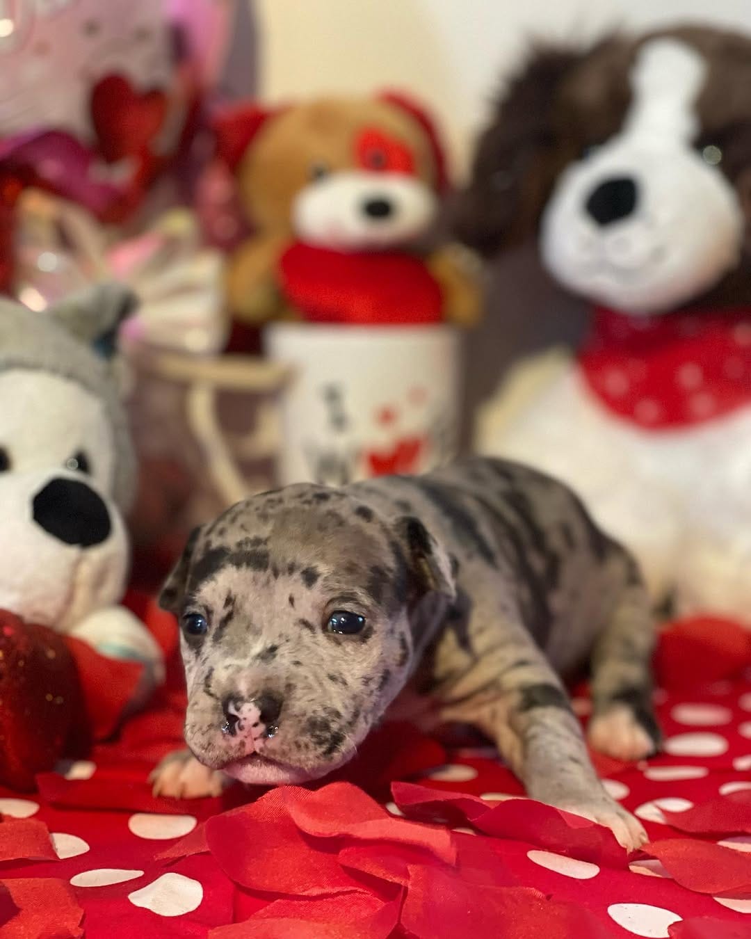 Post 8 by AllSpark kennels on Instagram (carousel)