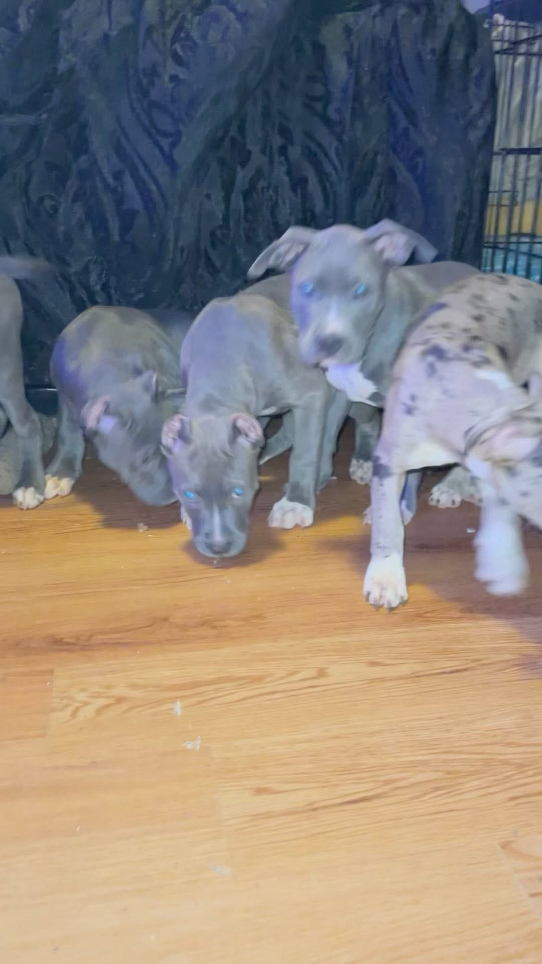 Post 10 by AllSpark kennels on Instagram (video)