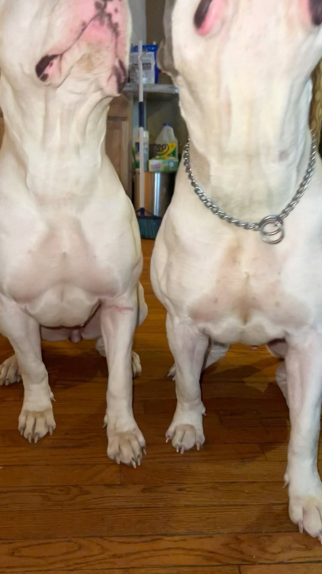 Post 7 by AllSpark kennels on Instagram (video)