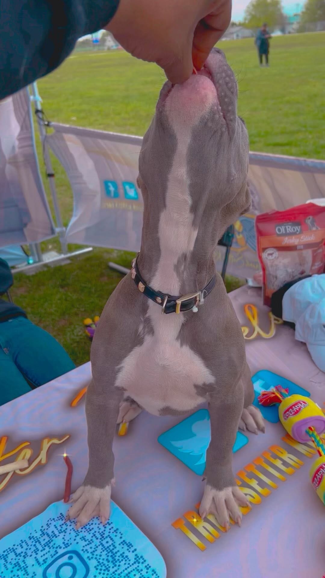 Post 3 by AllSpark kennels on Instagram (video)