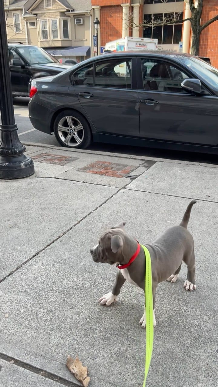 Post 9 by AllSpark kennels on Instagram (video)