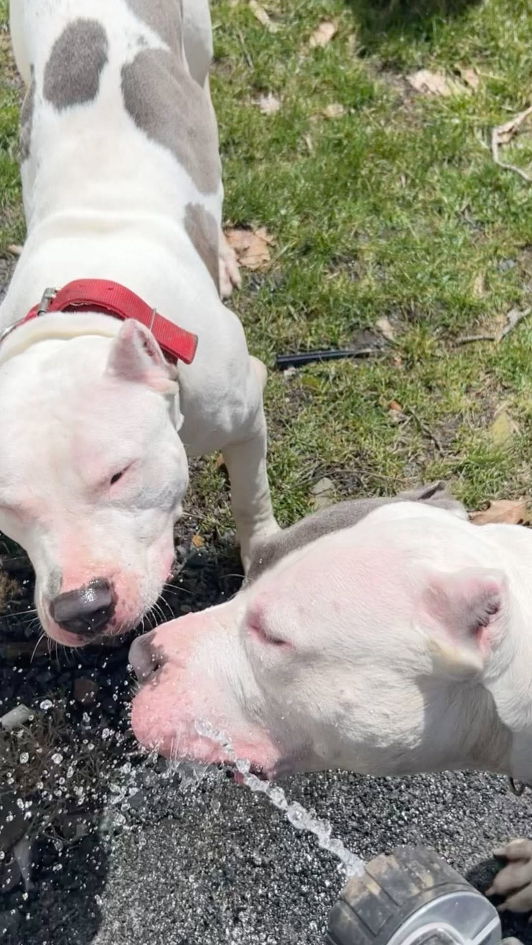 Post 4 by AllSpark kennels on Instagram (video)