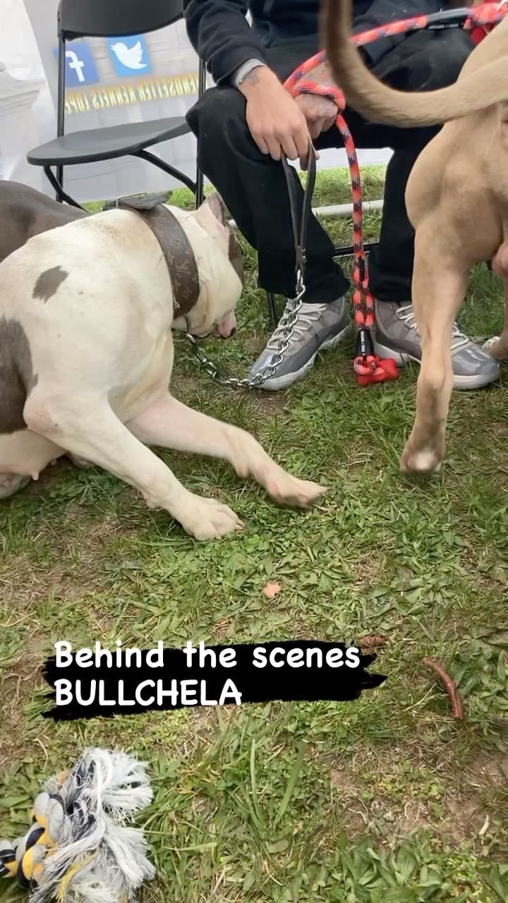 Post 1 by AllSpark kennels on Instagram (video)