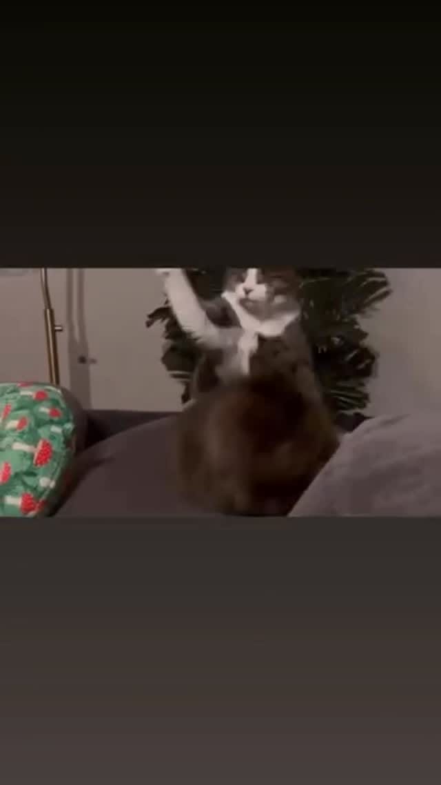 Post 2 by Gramps and Friends on Instagram (video)