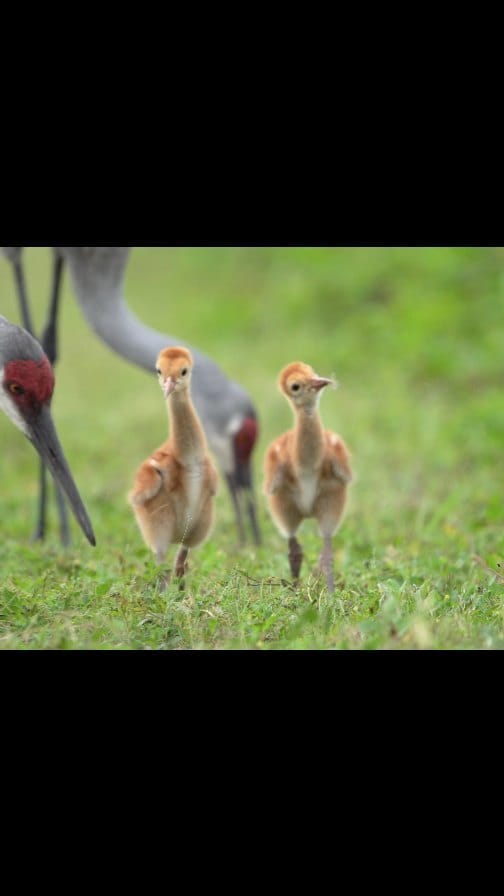 Post 10 by Rick Fansler on Instagram (video)