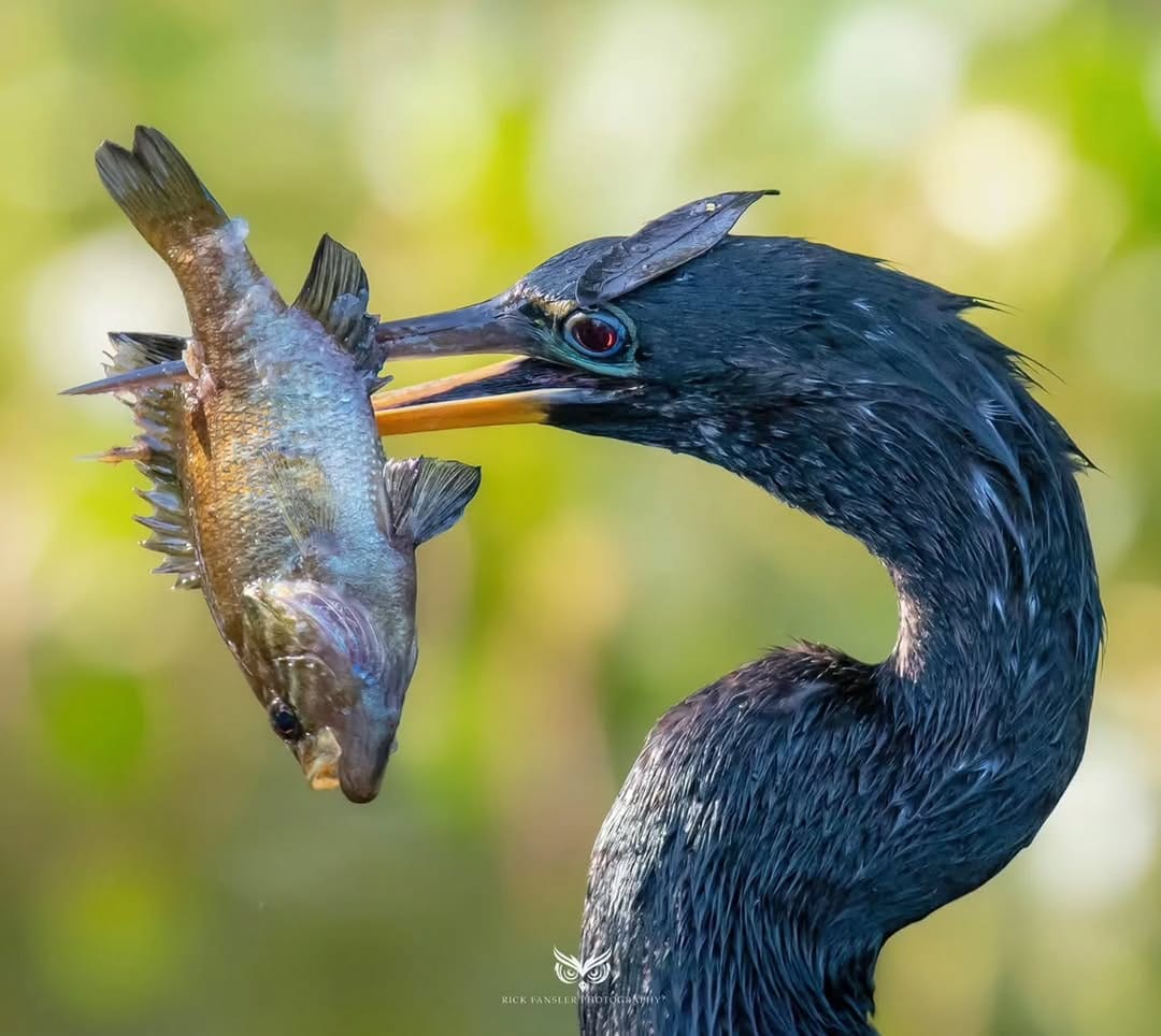 Post 3 by Rick Fansler on Instagram (image)