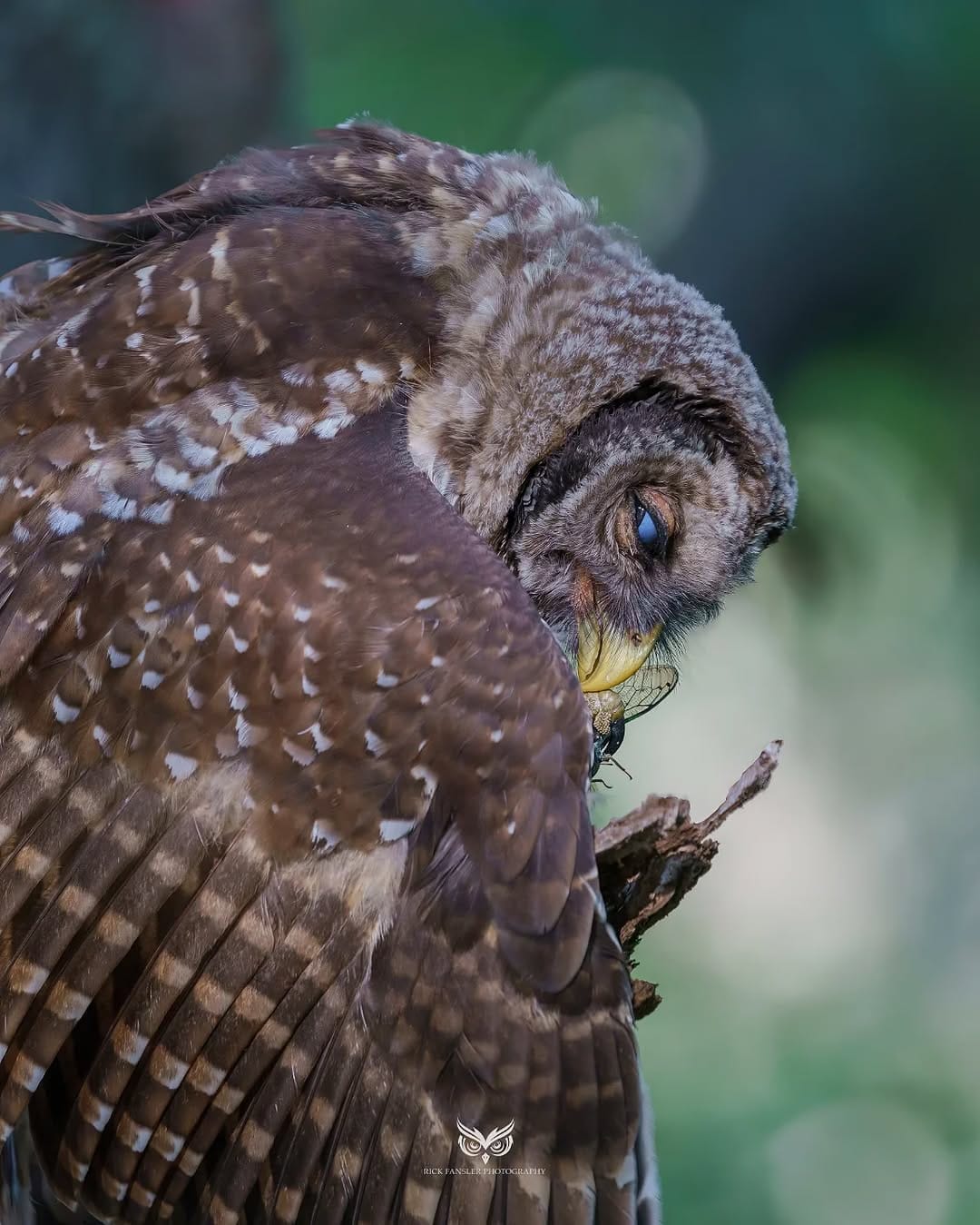 Post 7 by Rick Fansler on Instagram (image)