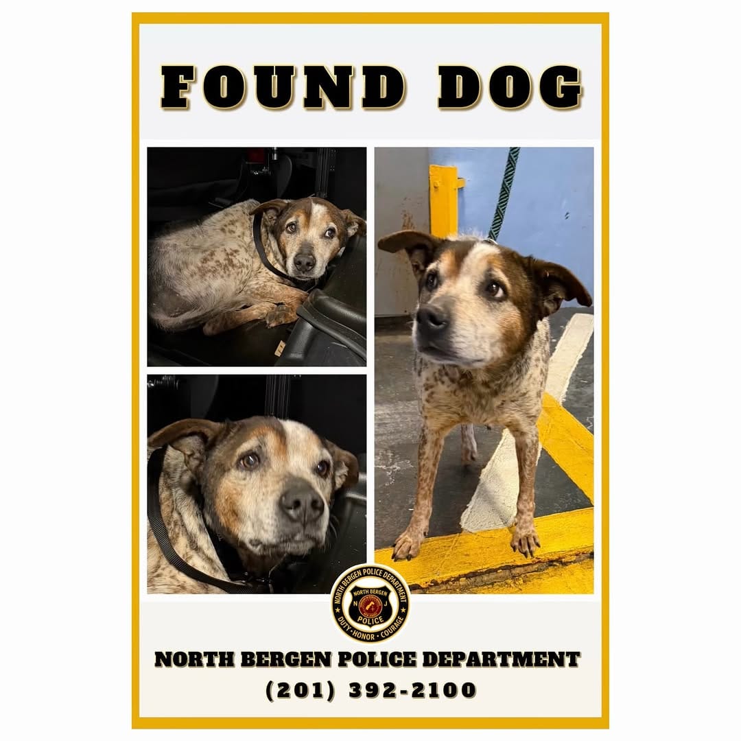 Post 7 by NJ Humane Society on Instagram (image)