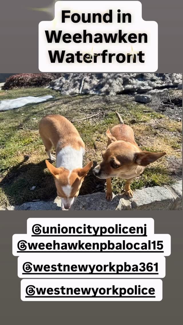 Post 4 by NJ Humane Society on Instagram (video)