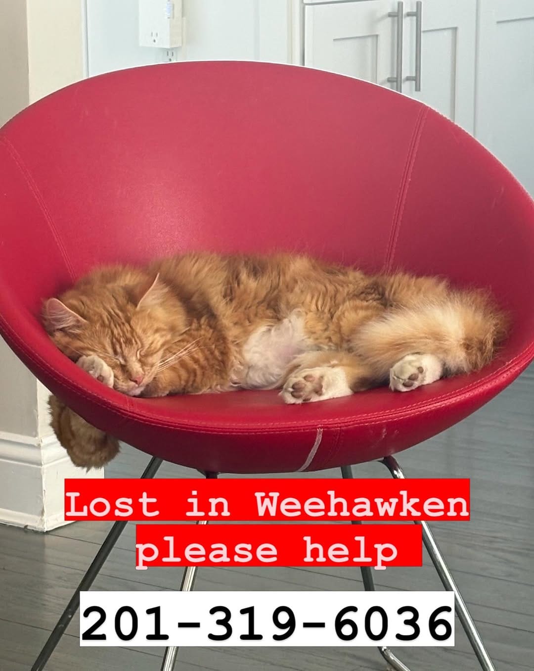 Post 2 by NJ Humane Society on Instagram (image)
