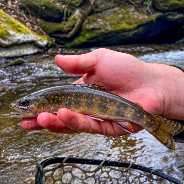 Post 1 by @flyfishsoutheast on Instagram (image)