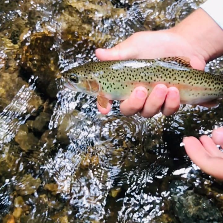 Post 6 by @flyfishsoutheast on Instagram (video)