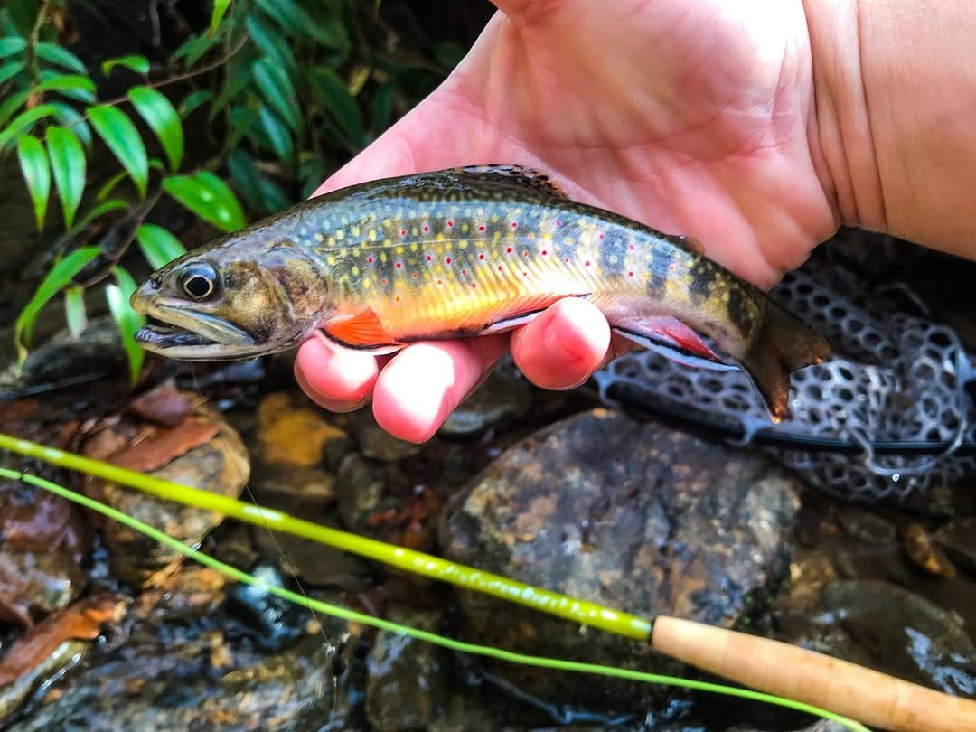 Post 5 by @flyfishsoutheast on Instagram (image)