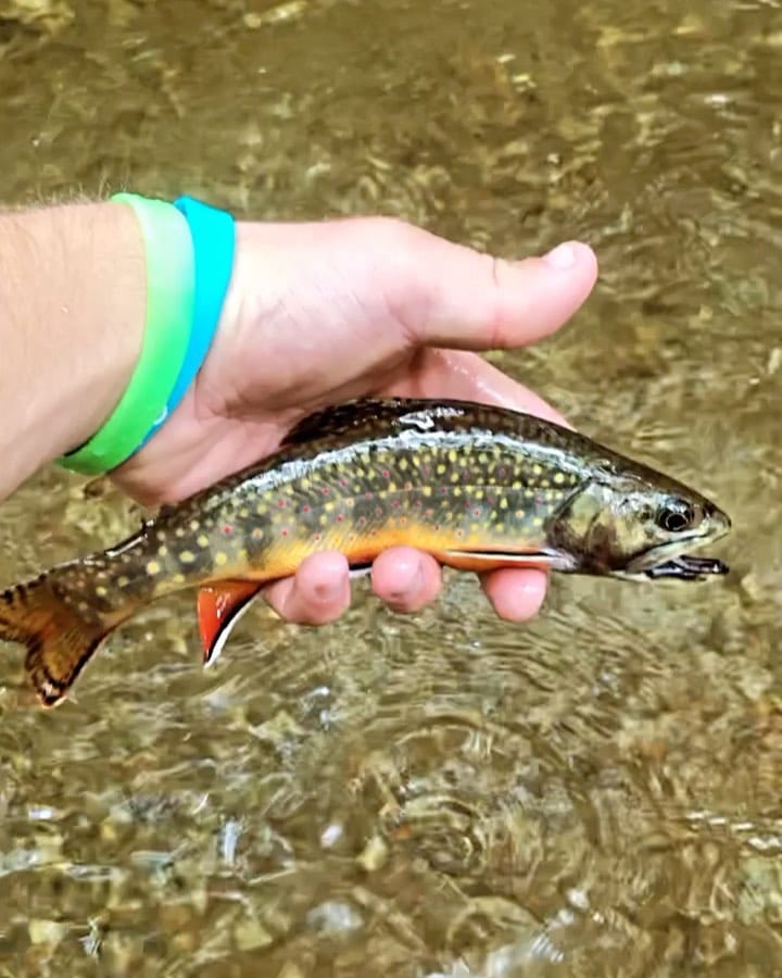 Post 3 by @flyfishsoutheast on Instagram (video)