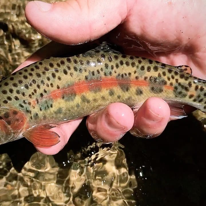 Post 4 by @flyfishsoutheast on Instagram (video)