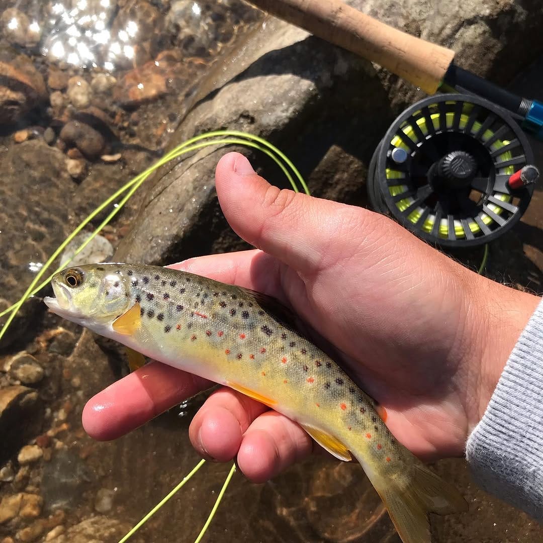 Post 7 by @flyfishsoutheast on Instagram (carousel)