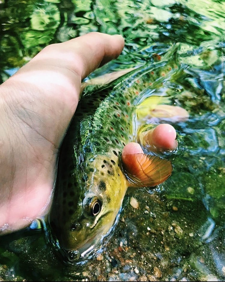 Post 2 by @flyfishsoutheast on Instagram (image)