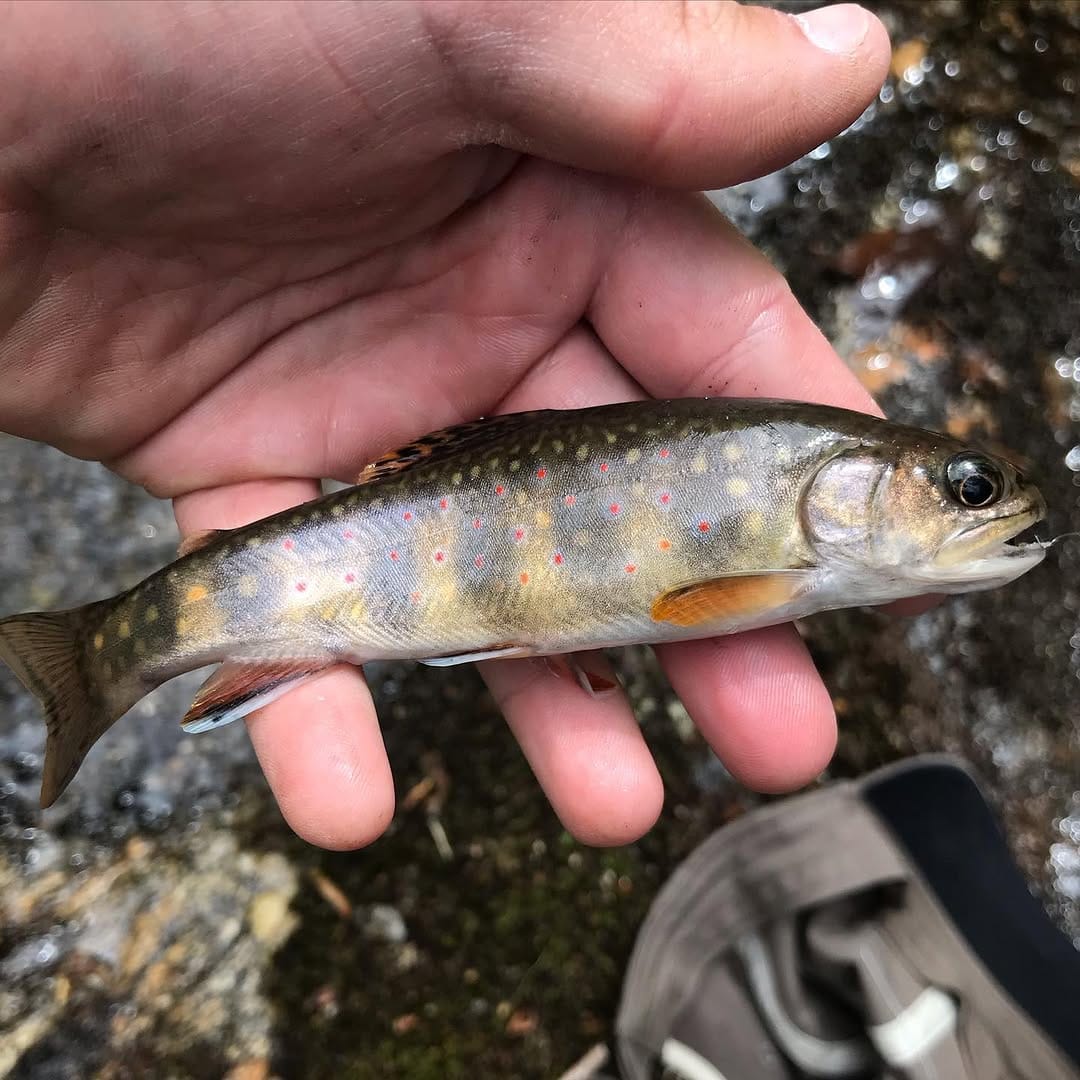 Post 8 by @flyfishsoutheast on Instagram (carousel)